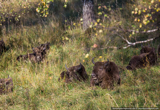 Зубры, они же европейские бизоны Зубры, они же европейские бизоны