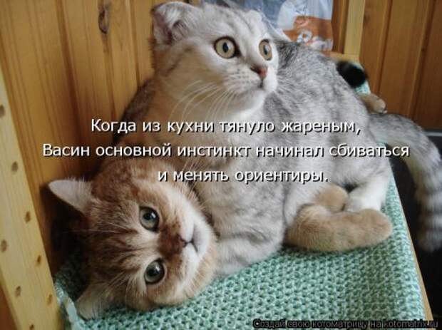 Новая котоматрица (44 шт)