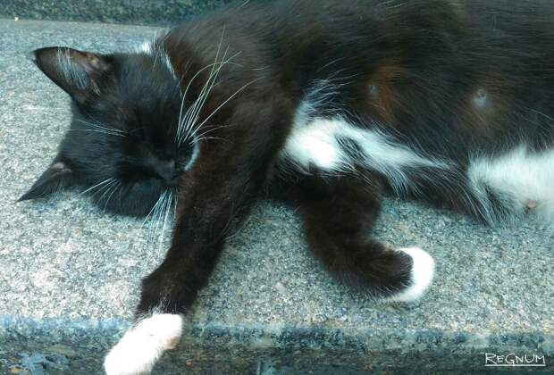 Женщина выбросила с 14-го этажа двух кошек и собаку в Красноярске