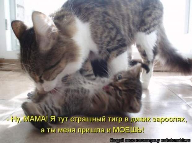 Воскресная котоматрица (16 шт)