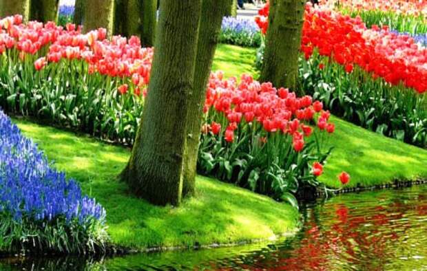 Королевский парк цветов кёкенхоф