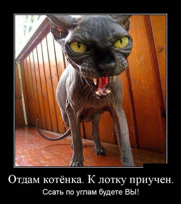 Демотиваторы (30 фото)
