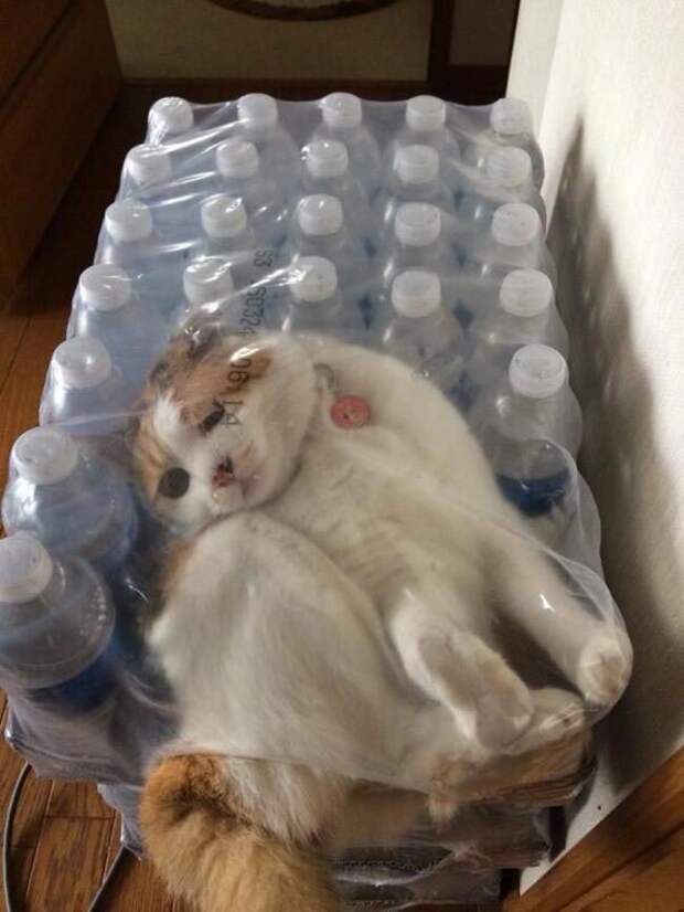 Коты, которых жизнь завела в тупик Коты, которых жизнь завела в тупик животные, коты