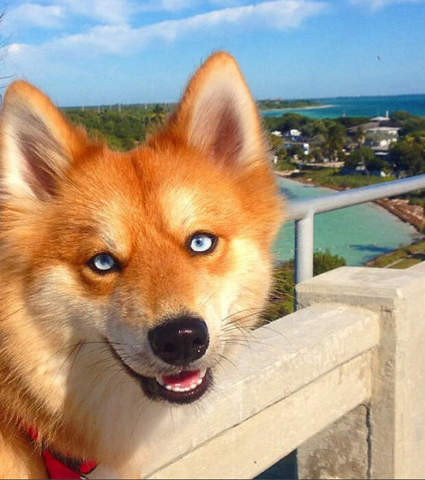 Помски: необычная собака-лиса покорила интернет-пользователей
