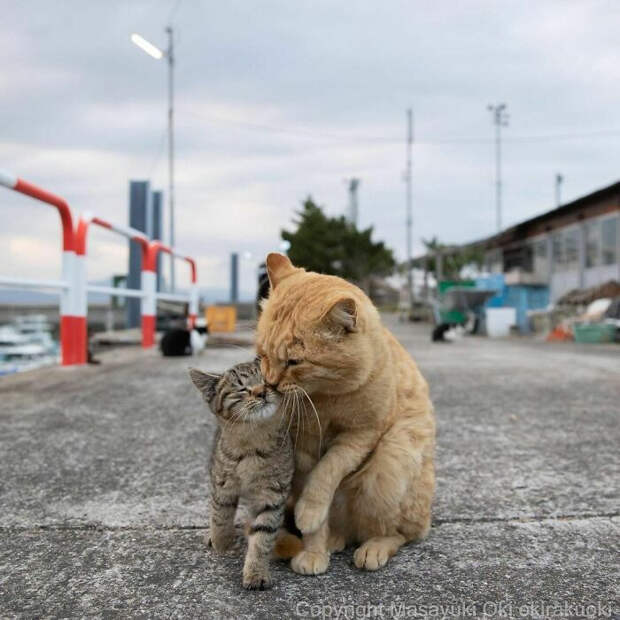 Уличные котики Токио на снимках Масаюки Оки