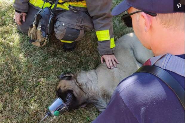 кислородная маска для собаки пострадавшей от пожара