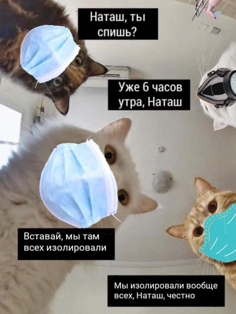 «Наташ, вставай, мы всё уронили»: откуда взялись мемы про Наташу и котов, которые теперь буквально везде