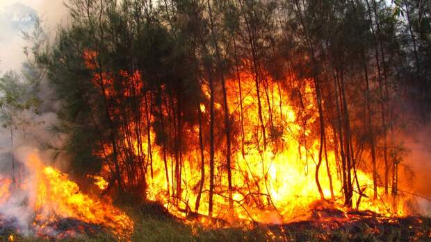 В России за сутки в полтора раза увеличилась площадь лесных пожаров