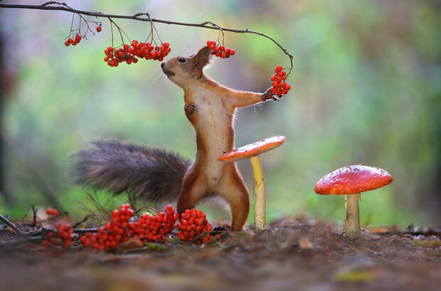 11227850_original (700x462, 301Kb)