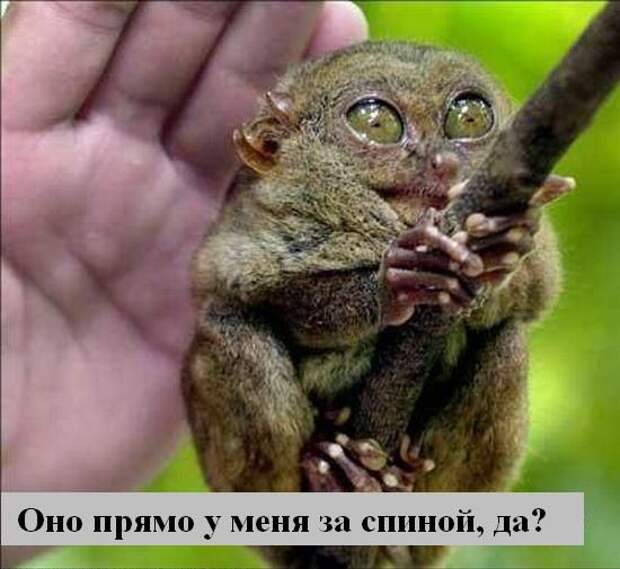 Мысли2 :) (50мыслей)