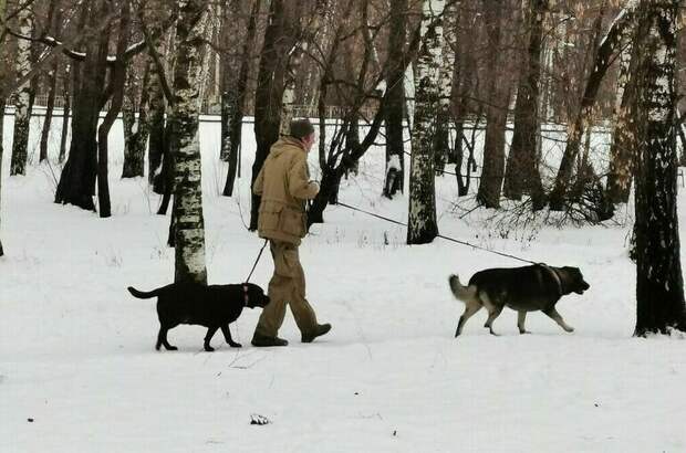 Регионы смогут устанавливать правила выгула собак