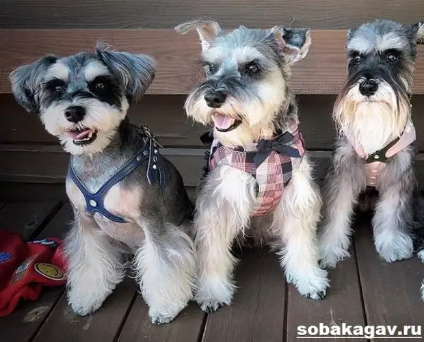 Миттельшнауцер собака. Описание, особенности, уход и цена миттельшнауцера