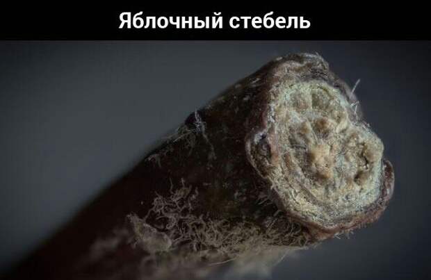 Предметы из повседневной жизни под большим увеличением. Предметы из повседневной жизни под большим увеличением.