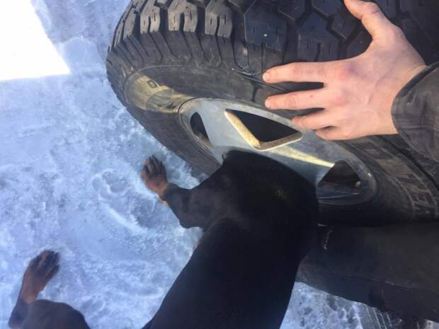 Спасение застрявшего в автомобильном колесе щенка