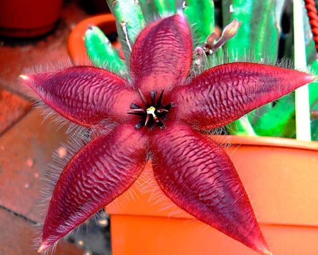 Стапелия звездообразная (Stapelia asterias)