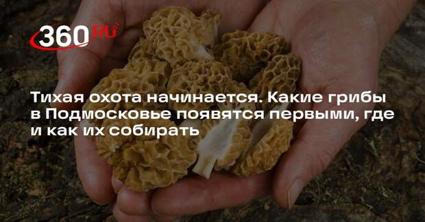 Миколог Комиссаров: строчки лучше не собирать из-за содержания токсичных веществ