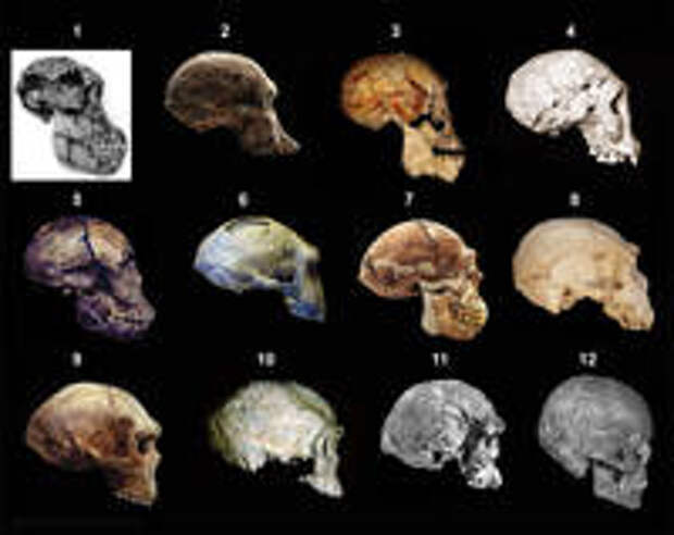 1 - Австралопитек афарский. 2 - Австралопитек африканский. 3 - Homo rudolfensis. 4 - Homo ergaster. 5 - Homo ergaster. 6 - Homo erectus (питекантроп). 7 - Homo erectus (синантроп). 8 - Homo heidelbergensis. 9 - Homo heidelbergensis. 10 - Homo helmei. 11 - Homo sapiens idaltu. 12 - Homo sapiens sapiens. 1 - Австралопитек афарский. 2 - Австралопитек африканский. 3 - Homo rudolfensis. 4 - Homo ergaster. 5 - Homo ergaster. 6 - Homo erectus (питекантроп). 7 - Homo erectus (синантроп). 8 - Homo heidelbergensis. 9 - Homo heidelbergensis. 10 - Homo helmei. 11 - Homo sapiens idaltu. 12 - Homo sapiens sapiens.