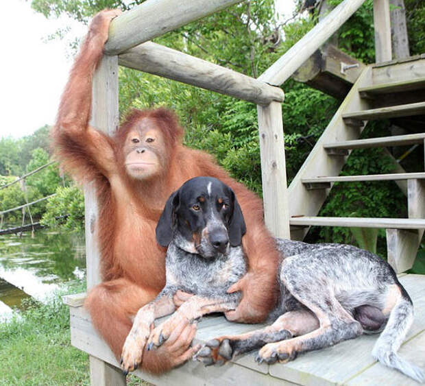 Скажи мне кто твои друг... или необыкновенная дружба дружба животных, животные