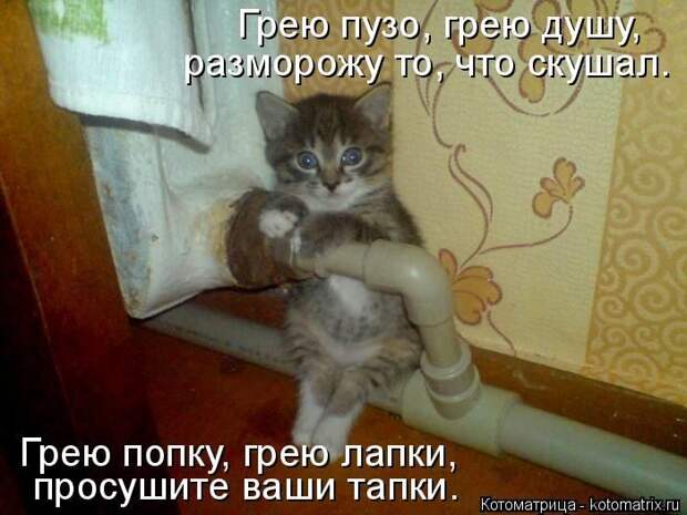 Лучшие котоматрицы недели