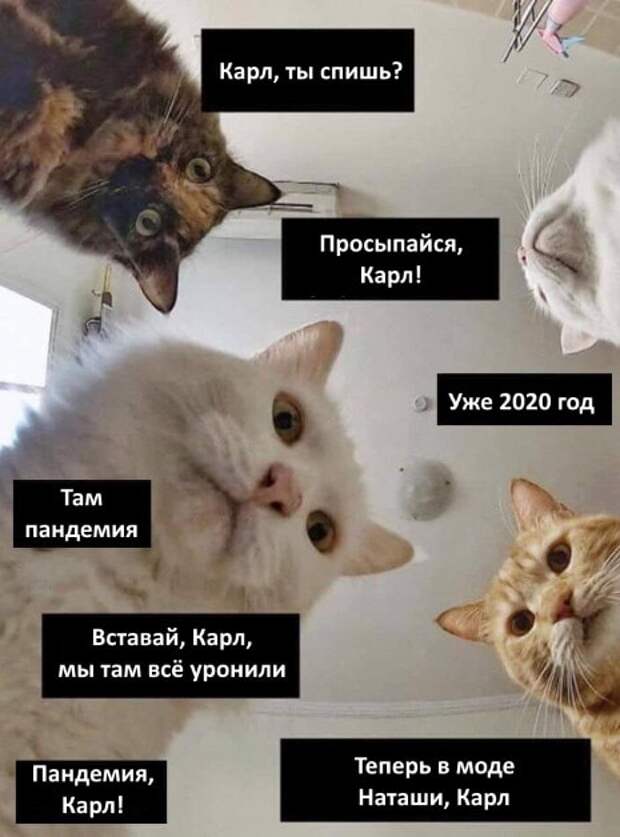 «Наташ, вставай, мы всё уронили»: откуда взялись мемы про Наташу и котов, которые теперь буквально везде