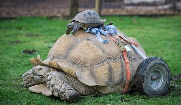 Самец черепахи стал инвалидом после 2-месячного секс-марафона животные, секс-марафон, черепаха