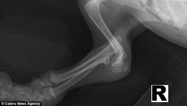 Рентгеновский снимок, на котором видно, как деформированы лапы собаки   инвалид, коляска, собака