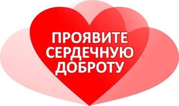 Вот такая ласковая, наверняка ещё недавно домашняя, кошечка нуждается в помощи!..