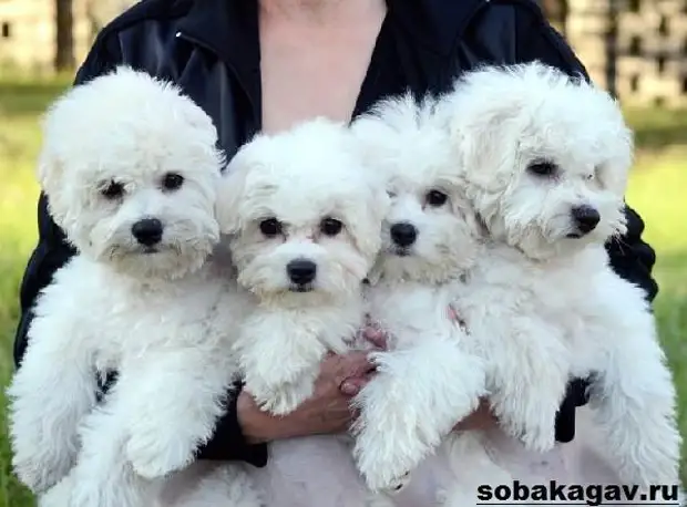 Бишон фризе собака. Описание, особенности, уход и цена бишон фризе