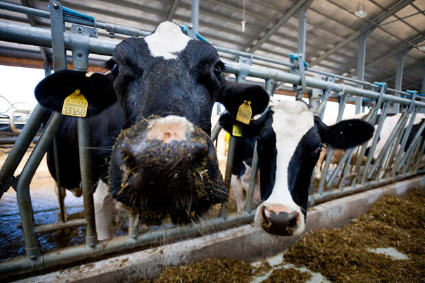 Картинки по запросу смешные коровы на ферме