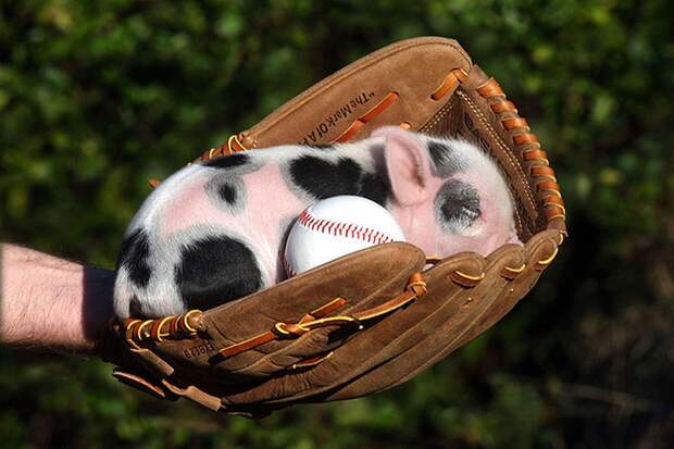 MiniaturePigs04 MiniaturePigs04 Миниатюрные поросята, которых вы просто обязаны увидеть