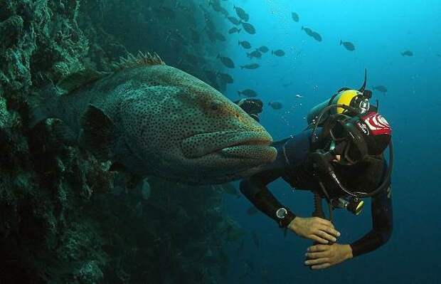 Групер-рыба-Описание-особенности-и-среда-обитания-рыбы-групер-4