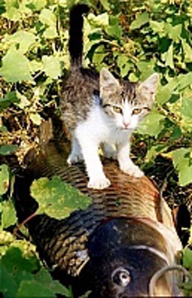 Кошки и Котята 108