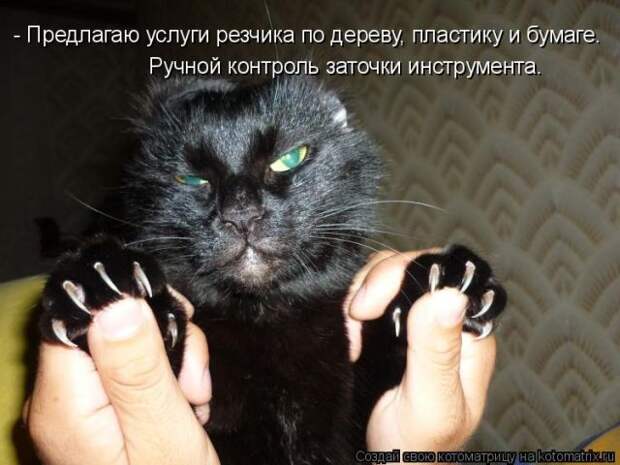 Лучшие котоматрицы недели (50 фото)
