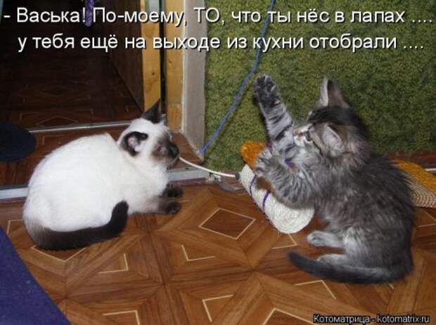 Новая котоматрица (37 шт)