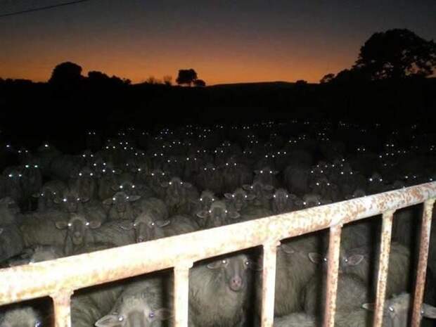 7. А вы думали, что овечки - это мило? жуть, странные фото, ужас, фото