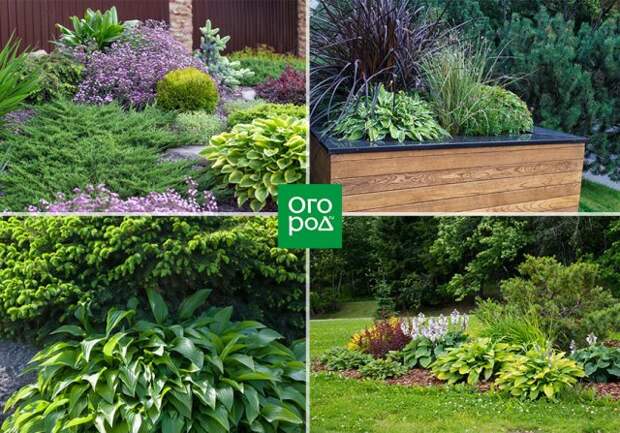 хоста и хвойники