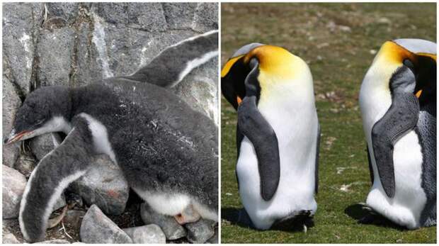 Пингвины. животные, интересные факты, сон
