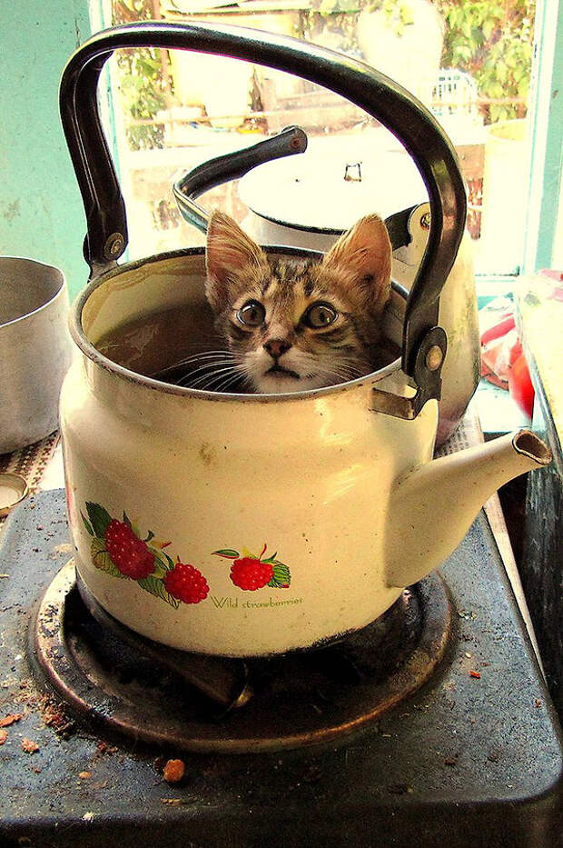 feline_tea_by_mari_ghostly-d620zqd feline tea by mari ghostly d620zqd Кошки это жидкость, есть доказательства