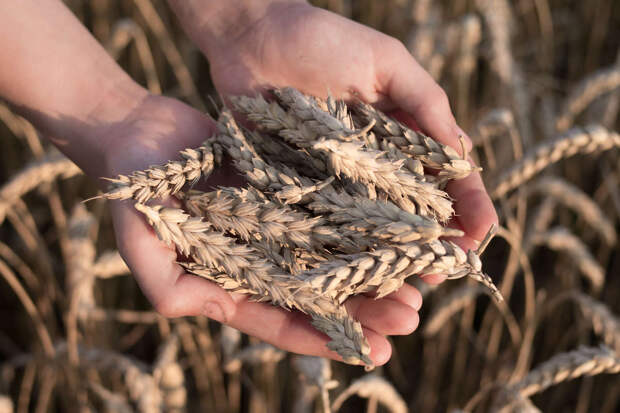 ИКАР ухудшил прогноз по урожаю пшеницы в РФ на 5 млн тонн