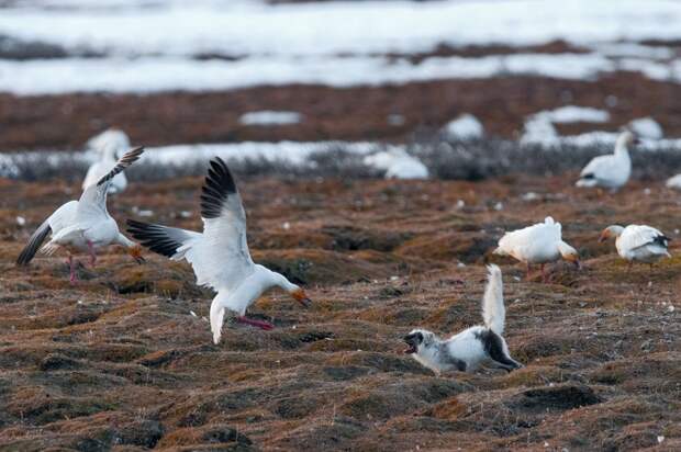 Белые гуси на колонии атакуют песца
