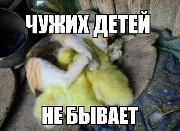 Забавный котопост)