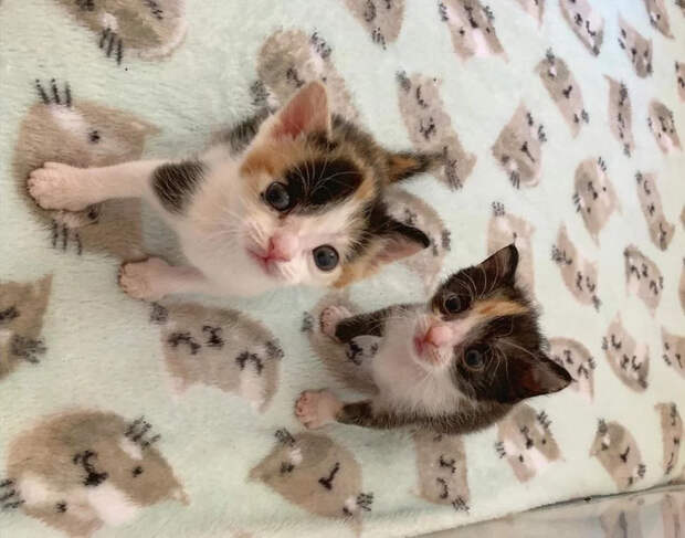 Без кота и жизнь не та