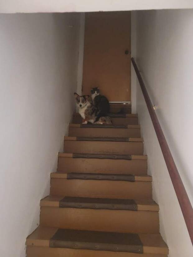 Немного забавных снимков, в которые надо вглядеться