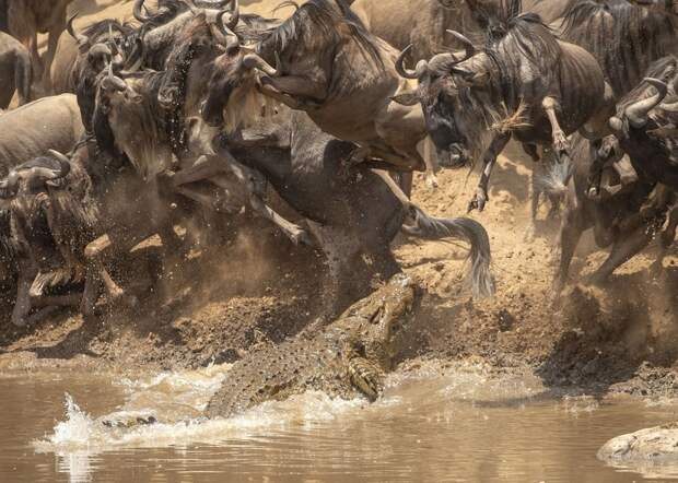 Лучшие фотографии от National Geographic в 2018 году