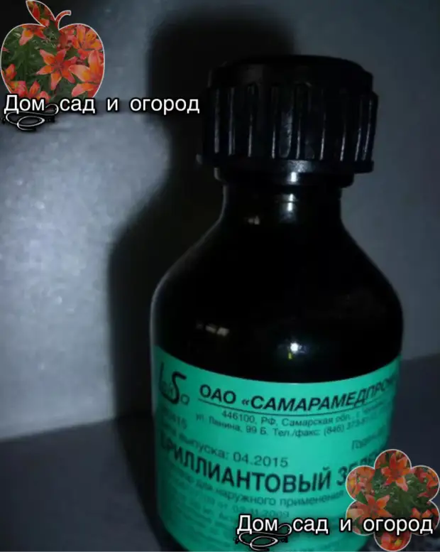 Дайте зелёнку рассаде и взрослым растениям!Вы будете в шоке)