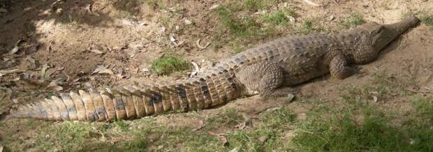 Австралийский узкорылый крокодил животные, крокодил, крокодилы, факты