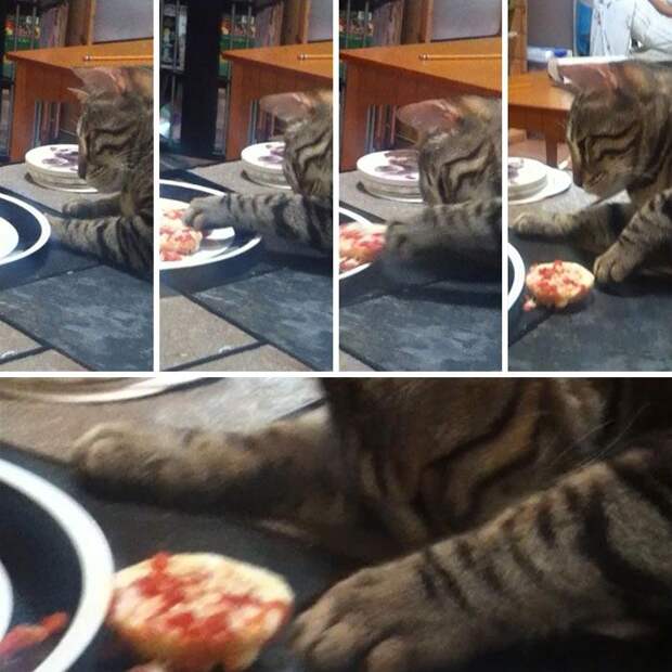 кот, еда
