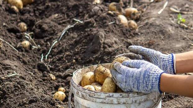 Забудьте про окучивание и лопату: раскрыт секрет «ленивой» посадки картофеля