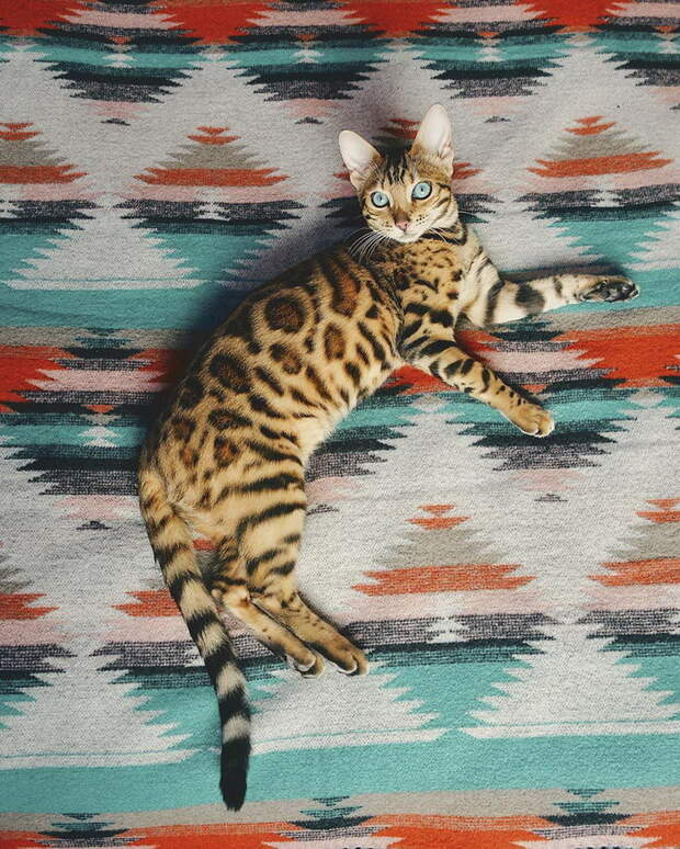Кошка, которая путешествует больше каждого из нас Кошка, которая путешествует больше каждого из нас