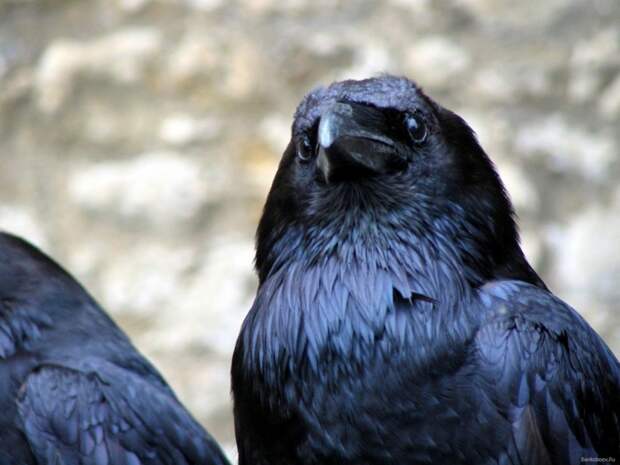 Corvus Sapiens? животные, факты